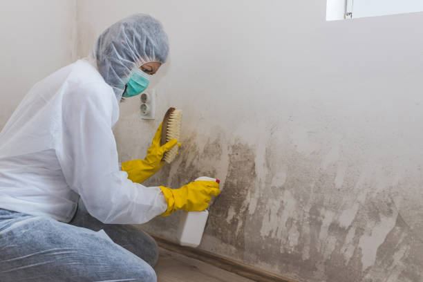 Best Post-Flood Mold Remediation in Heber Springs, AR