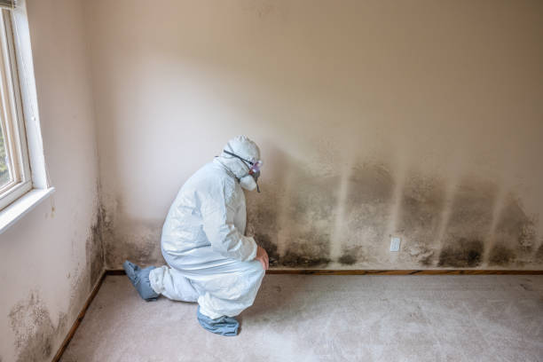 Best Black Mold Remediation in Heber Springs, AR